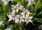 Avalanche Lily Cluster